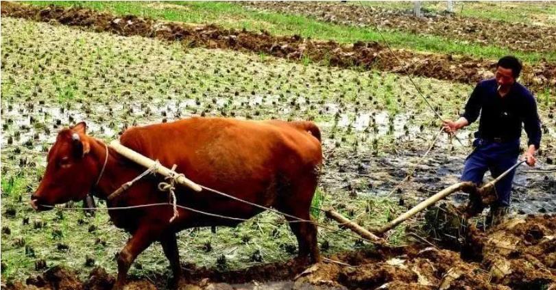 逃跑的老黄牛（管理必读，值得深思！）